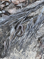 Ctenotus labillardieri