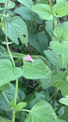 Pyrausta inornatalis
