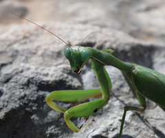 Sphodromantis viridis