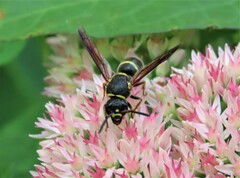 Euodynerus foraminatus