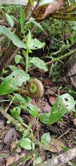 Polypodiidae