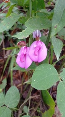 Canavalia ensiformis