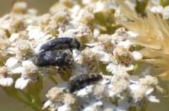 Acmaeoderella flavofasciata