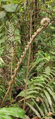 Polypodiidae