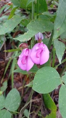 Canavalia ensiformis