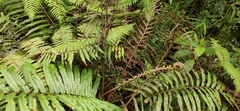 Polypodiidae