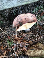 Russula rosacea