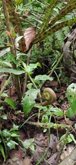 Polypodiidae