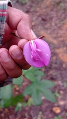 Canavalia ensiformis