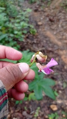 Canavalia ensiformis