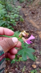 Canavalia ensiformis