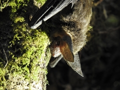 Histiotus magellanicus