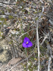 Patersonia