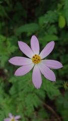 Cosmos caudatus