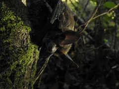 Histiotus magellanicus