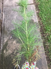 Cosmos bipinnatus