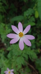 Cosmos caudatus