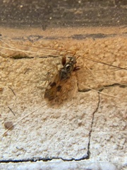 Pseudopamera nitidula