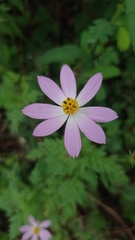 Cosmos caudatus