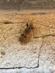 Pseudopamera nitidula