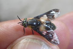 Chrysops caecutiens