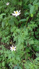Cosmos caudatus