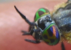 Chrysops caecutiens