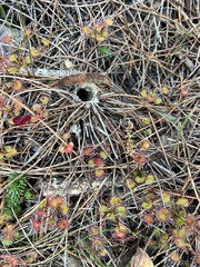 Drosera monticola