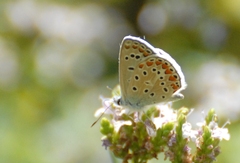 Polyommatus bellargus
