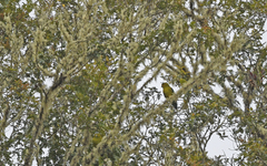 Hapalopsittaca fuertesi