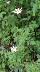 Cosmos caudatus