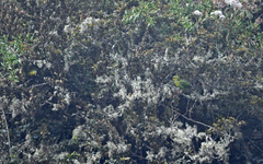 Hapalopsittaca fuertesi