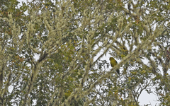 Hapalopsittaca fuertesi