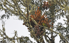 Hapalopsittaca fuertesi