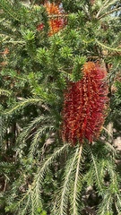 Banksia ericifolia
