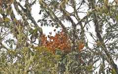 Hapalopsittaca fuertesi