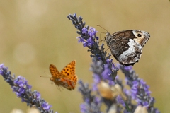 Hipparchia alcyone