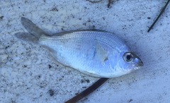 Eucinostomus argenteus