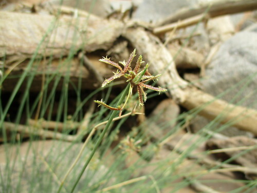 Image of Matting Sedge by no rights reserved