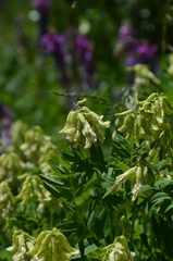 Astragalus frigidus