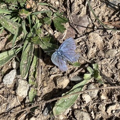 Polyommatus thersites