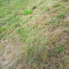 Asparagus officinalis