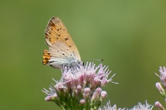 Lycaena