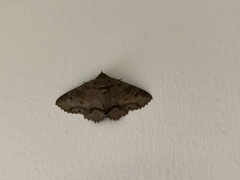 Erebidae