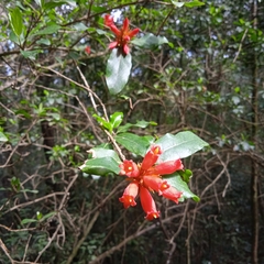 Burchellia bubalina