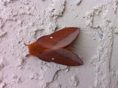 Anisota virginiensis