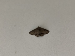 Erebidae