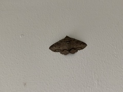 Erebidae