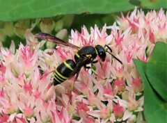 Euodynerus foraminatus