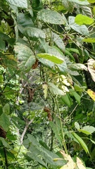 Mucuna